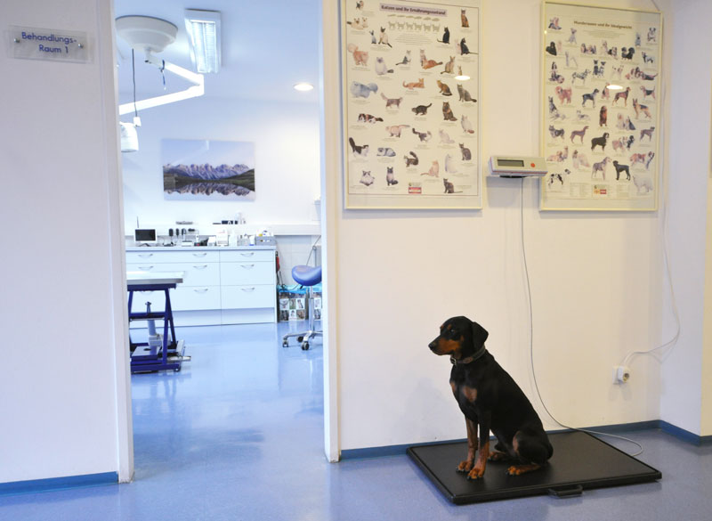 Vorraum Tierarztpraxis Theurl Natters Hund auf Waage