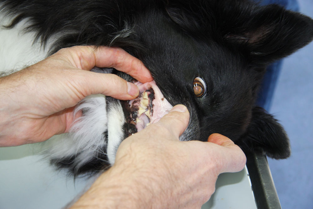 Kontrolle Zähne beim Hund