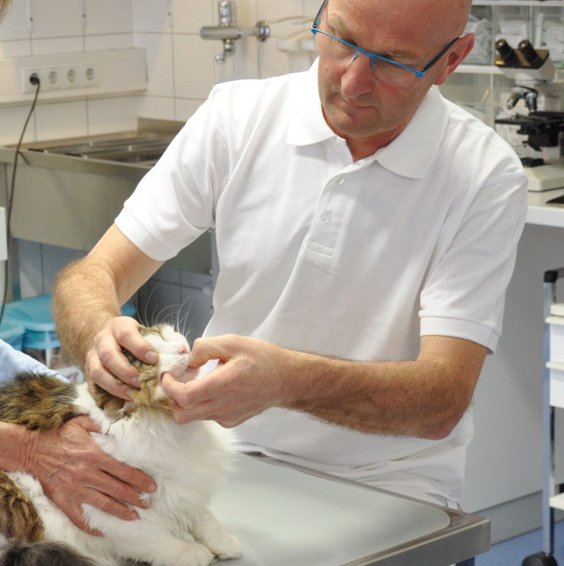 Katze Zahnuntersuchung Tierarzt Theurl Nattes