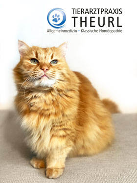 Tierarzt-Theurl-Bild-Katze