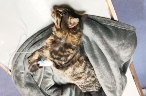 Alpha Chloralose Vergiftung Katze